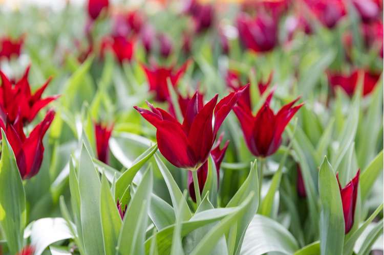 Tulpe 'Sarah Raven'